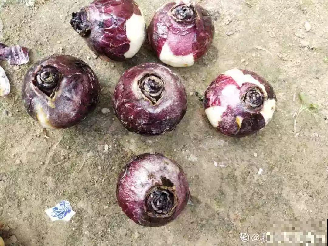 10种花，冬天切记管住手，小心浇完水就掉叶子！