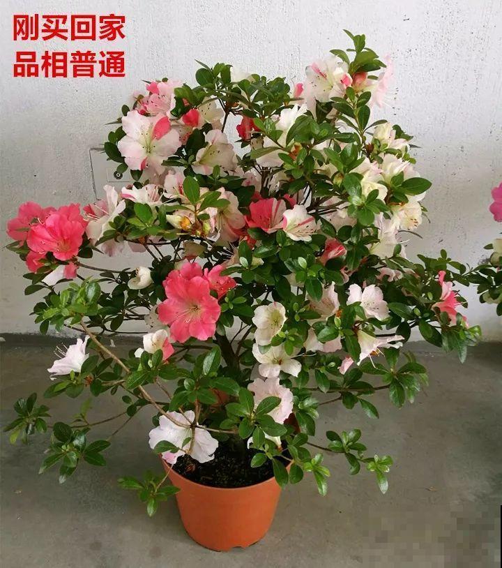 最受欢迎的花，修修剪剪，立马就变的不一样了