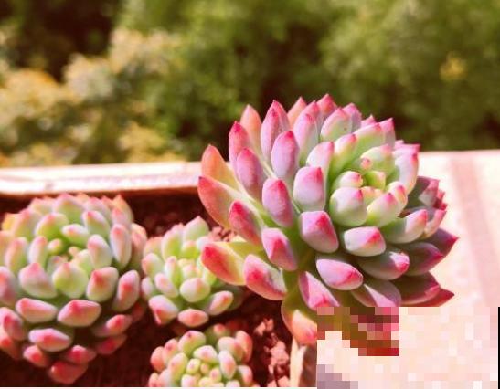 养花记住5个字，啥花都能养爆盆，百试百灵！