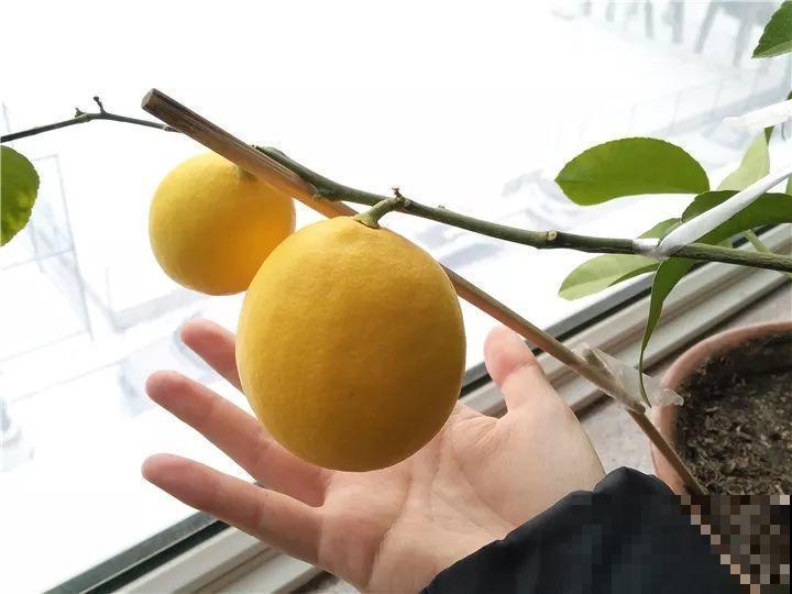 冬天养不好花，不如养棵树，霸气上档次，满满的安全感！