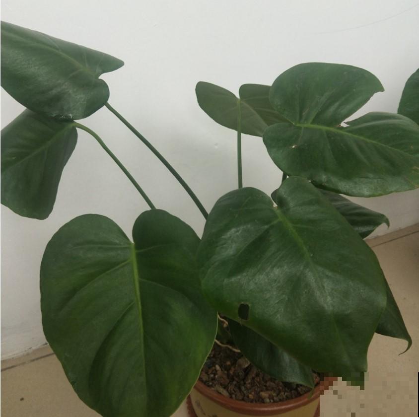 室内养盆稀有观叶植物，很快生长旺盛，蹭蹭长新叶！