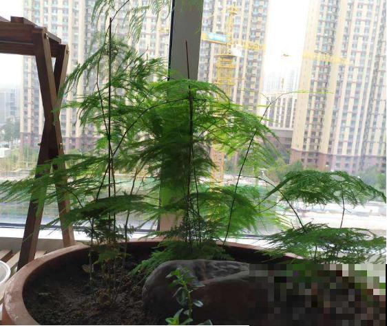 文竹要舍得剪，剪成“小森林”，摆在家里特别赏心悦目！