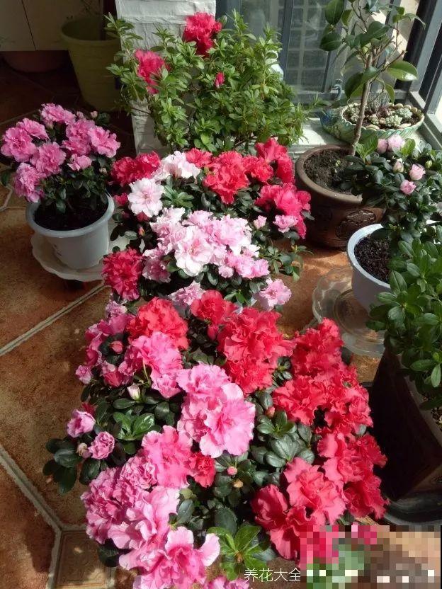 都说这花难养，10年不换盆，年年开花成宝贝！