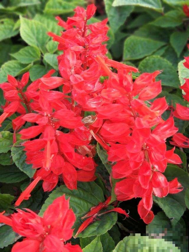 家里种盆一串红，能赏还能吃花蜜，红红火火超吉祥！