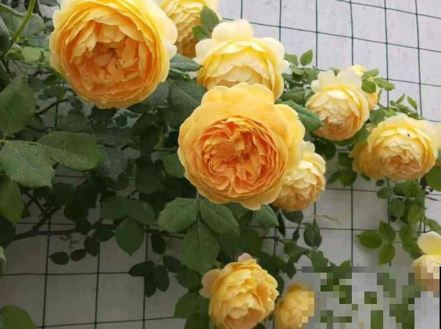 养花别贪小便宜，5种花太便宜了不敢买，买了就吃亏！