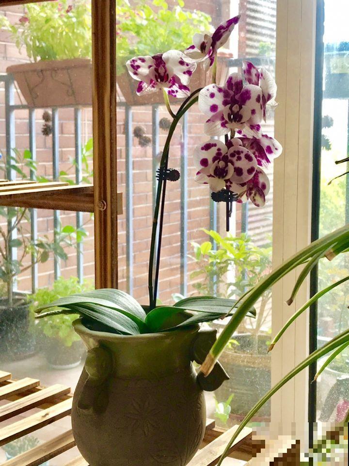20种花再冷也不怕，过年正好开花，现在养还来得及！