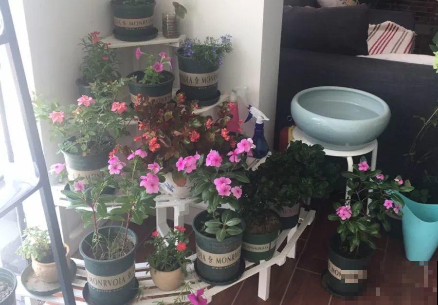 这些花爱吃醋，得用酸土养，不然黄叶不长个！