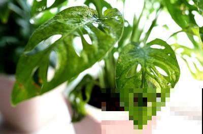 这花超耐阴，养在家里爬满整面墙，特好看