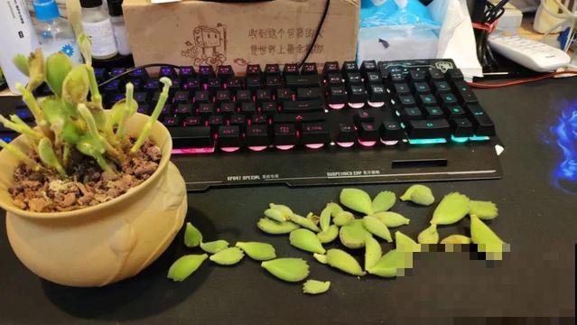 家里养盆它，20年长成小树，毛绒绒特可爱！