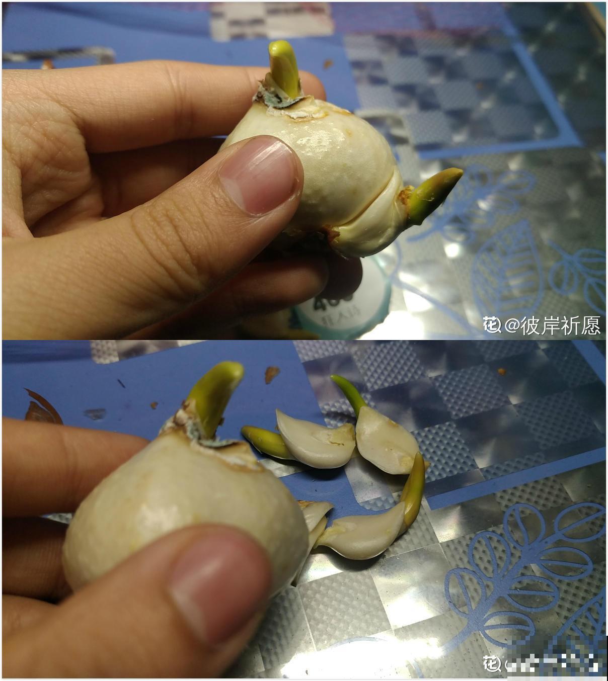 郁金香种之前，不做这一步，就等于白种！