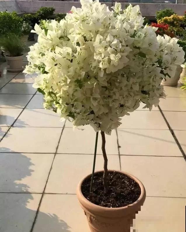 三角梅被他剃成大光杆，结果一开花，变成惊艳的棒棒糖！