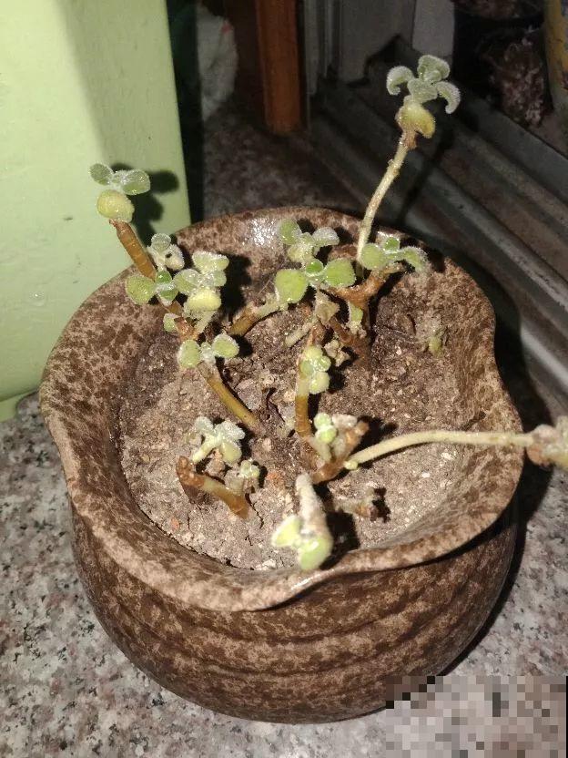 花盆里长了这玩意，趁早断水，小心最后根都烂没了！