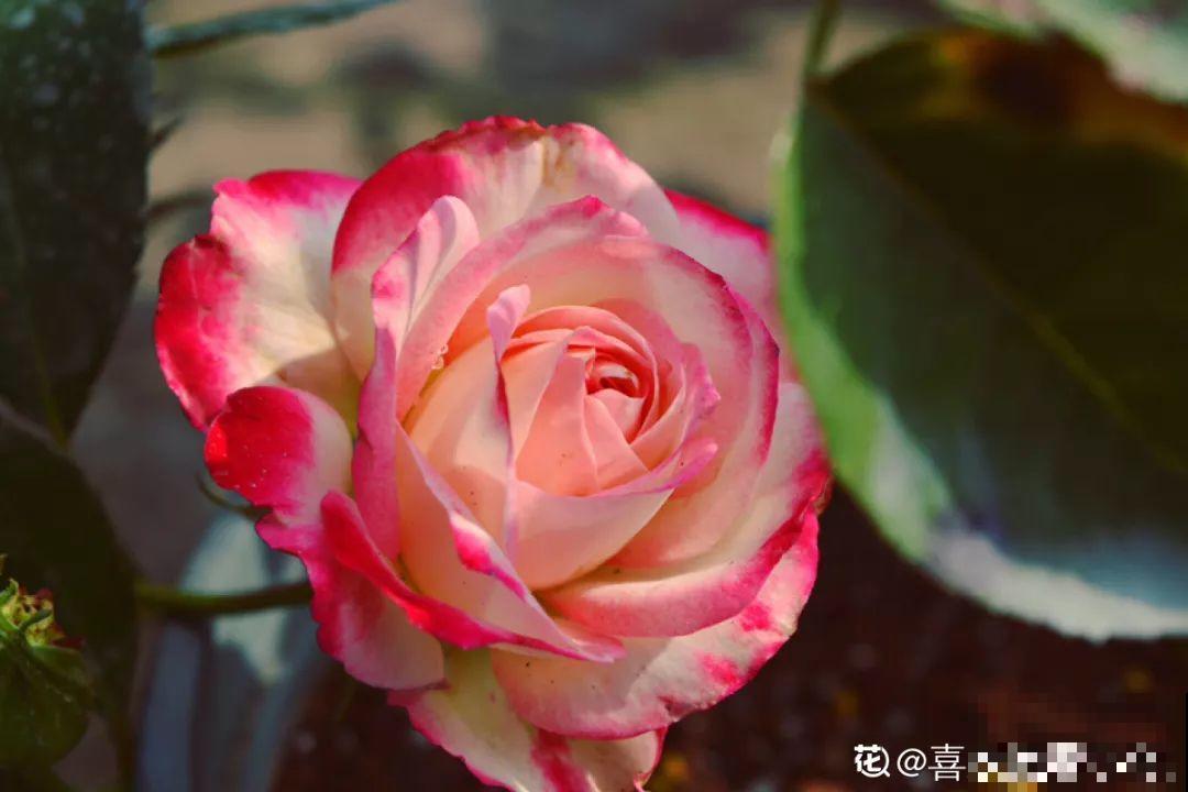冬天修剪分“轻重”，有的花剪狠了，小心再也不开花！