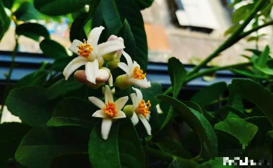 最适合冬天养的4种花，杀菌去异味，养一盆顶个空气净化器！