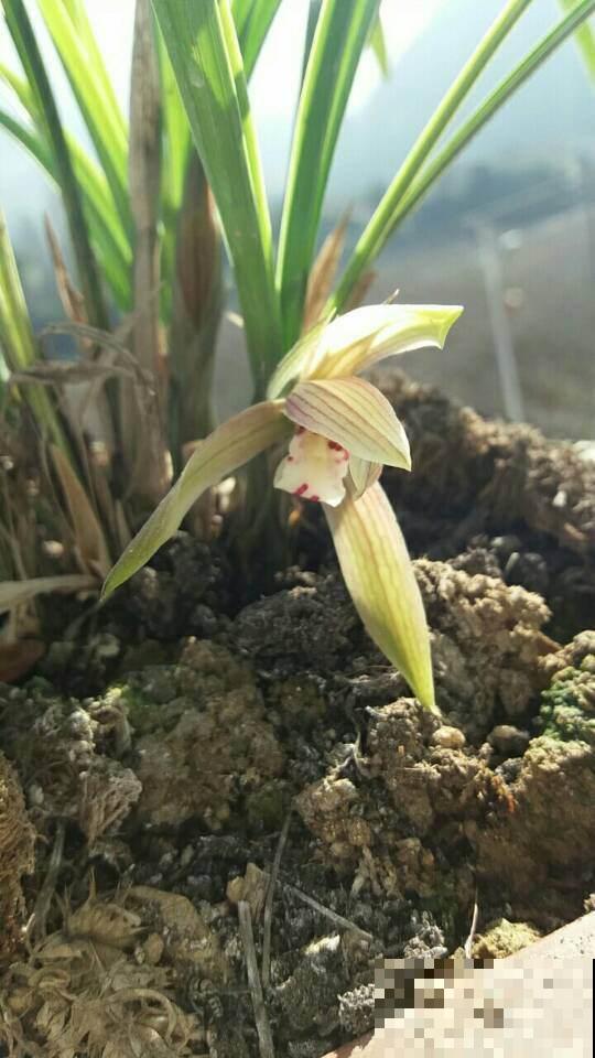 爷爷养的兰花，秘诀就是3个“不要”，年年开花一大盆