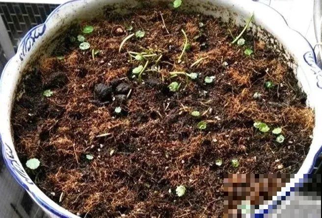 20种花最怕冷，一降温就黄叶，不做准备只剩空盆了！