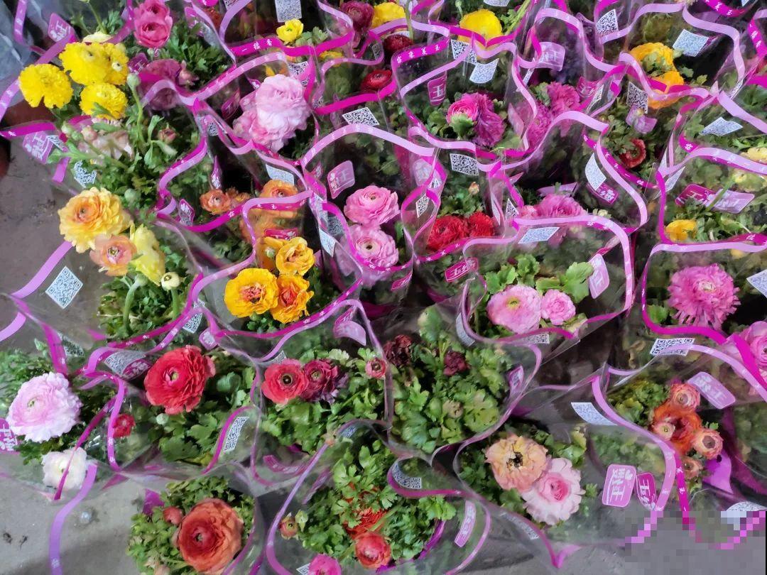 12月逛花市，这花好看又好养，遇到赶紧抱回家！
