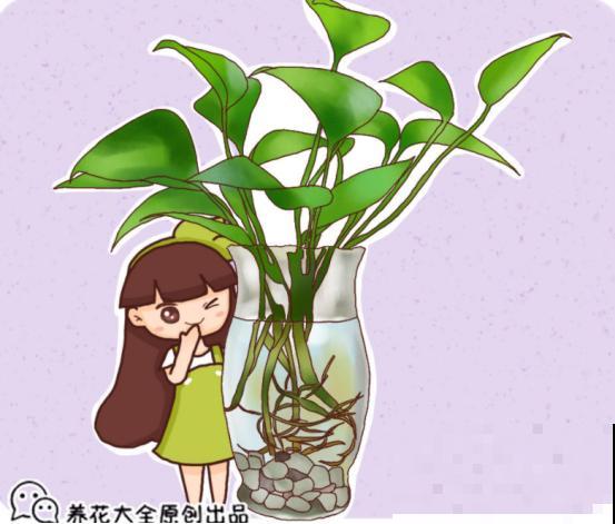 6种吸毒花，除甲醛能力强，摆得越多越好！