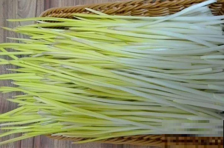 15块的黄金菜，自己在家就能种，成本只要1块钱！