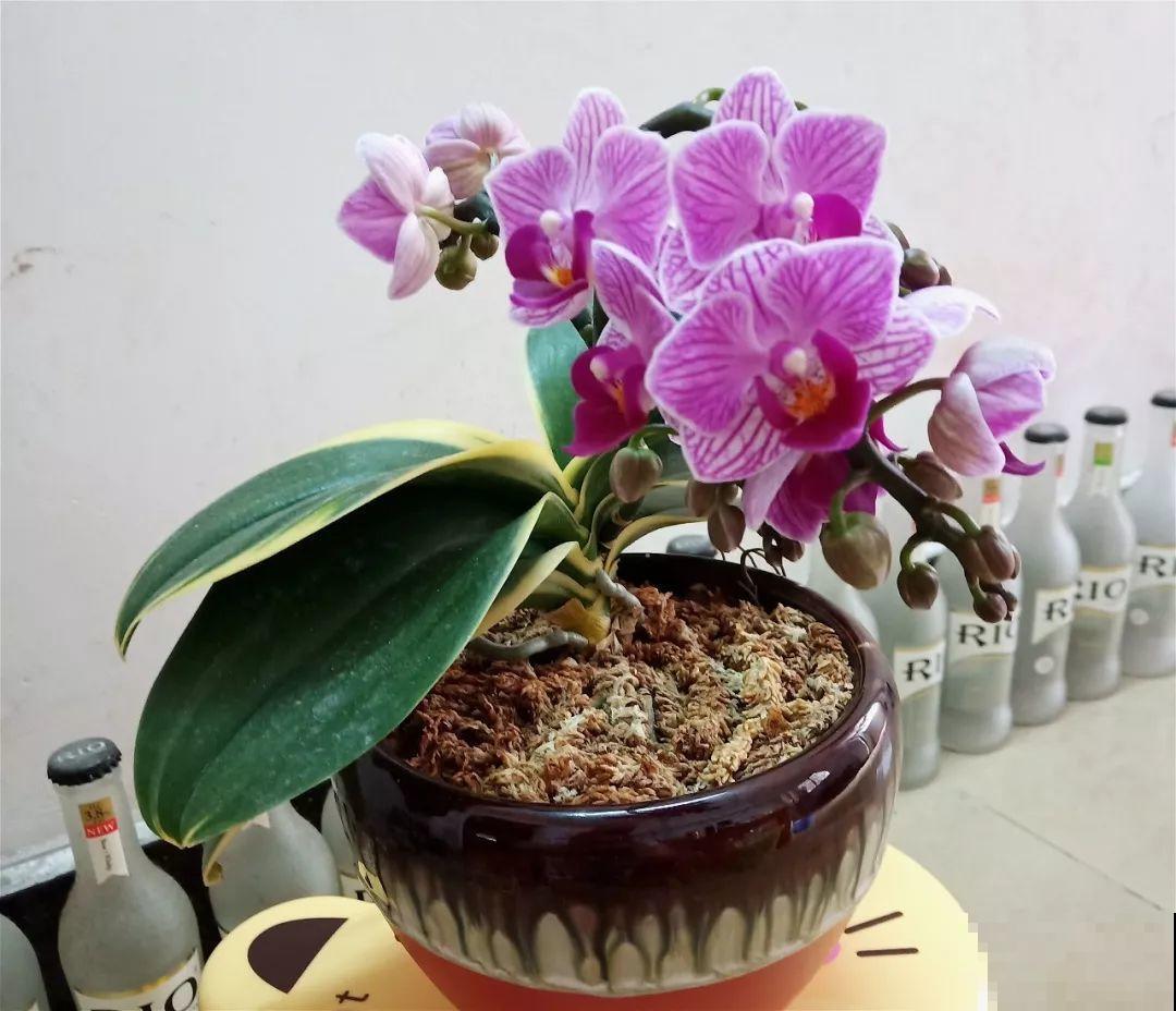 公认的开花机器，一年能开8个月，光不好也能养！