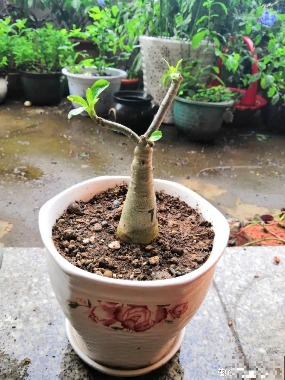 这10种耐旱花，2个月不浇水，叶子反而绿油油！