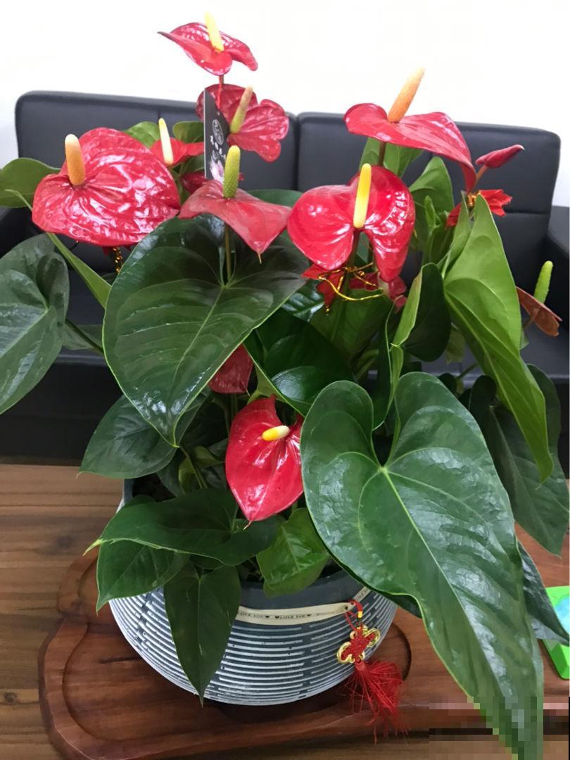 家里的花摆对位置，才能事事顺心，发大财！