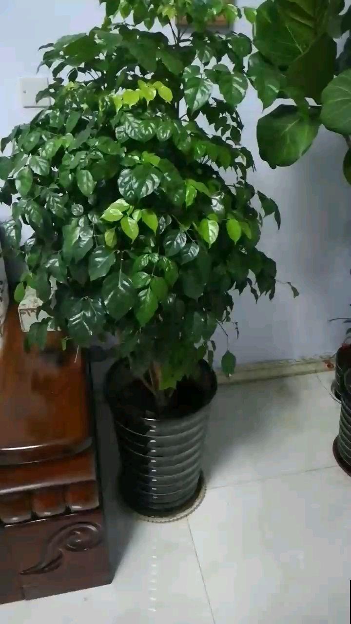 为啥幸福树一到冬天就一身毛病，原来是这点没做好，赶紧学学！