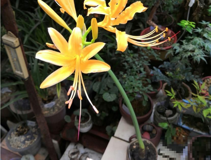 这花一说名字都知道，红色、白色，在这方面还是个宝贝呢！