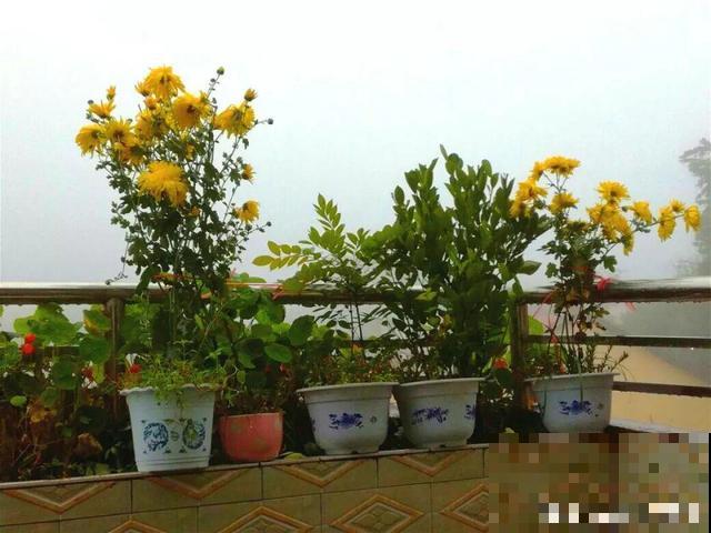 辞职回乡，这是他为养花做过最疯狂的事，却让人人都羡慕！