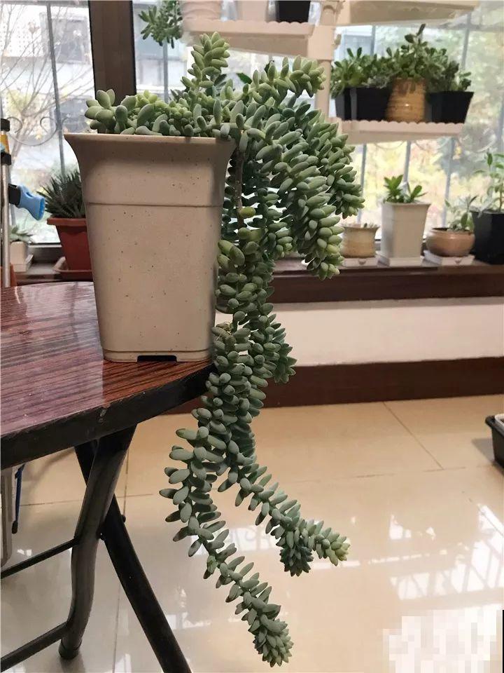 这花3年都没换盆，稍微搬一下，撒的满地都是！