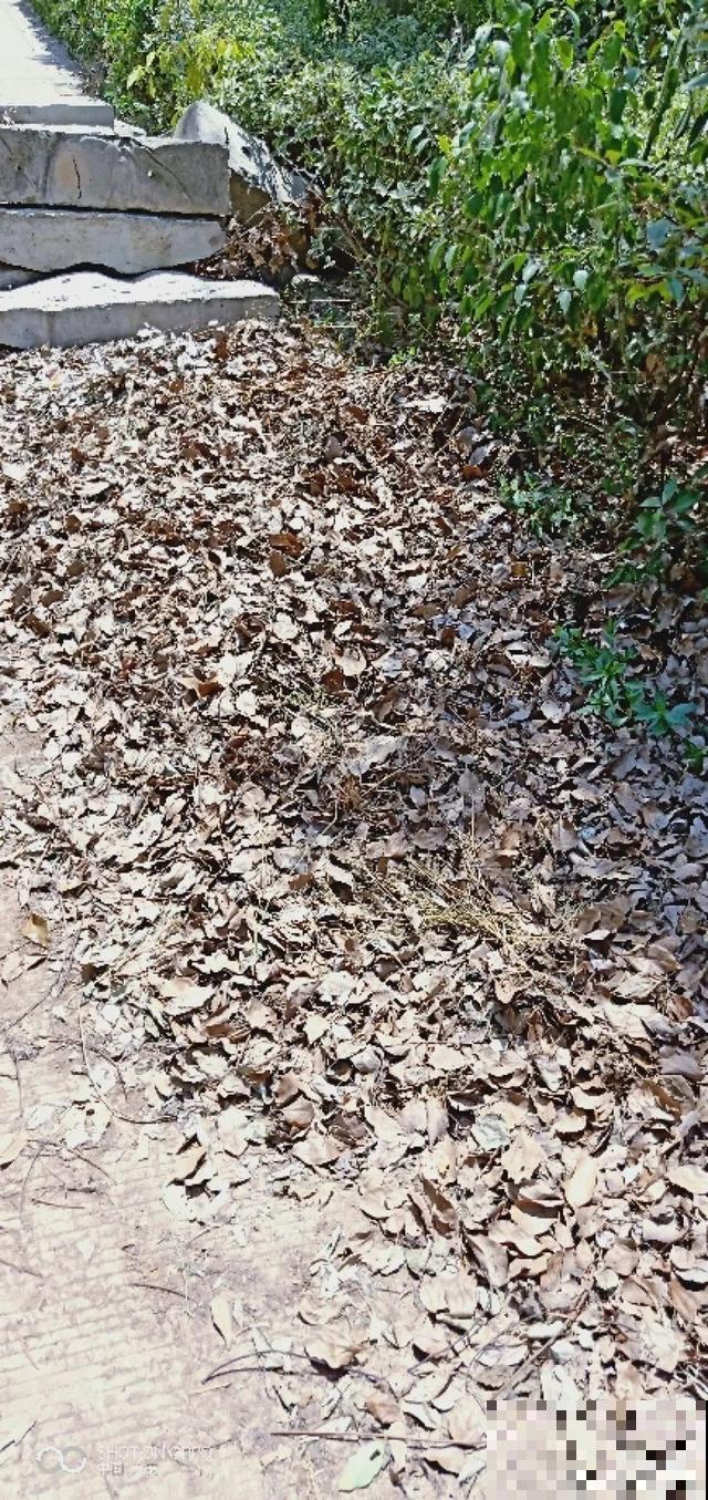 土里掺点它，旧土也能变肥土，花用了疯长不停！