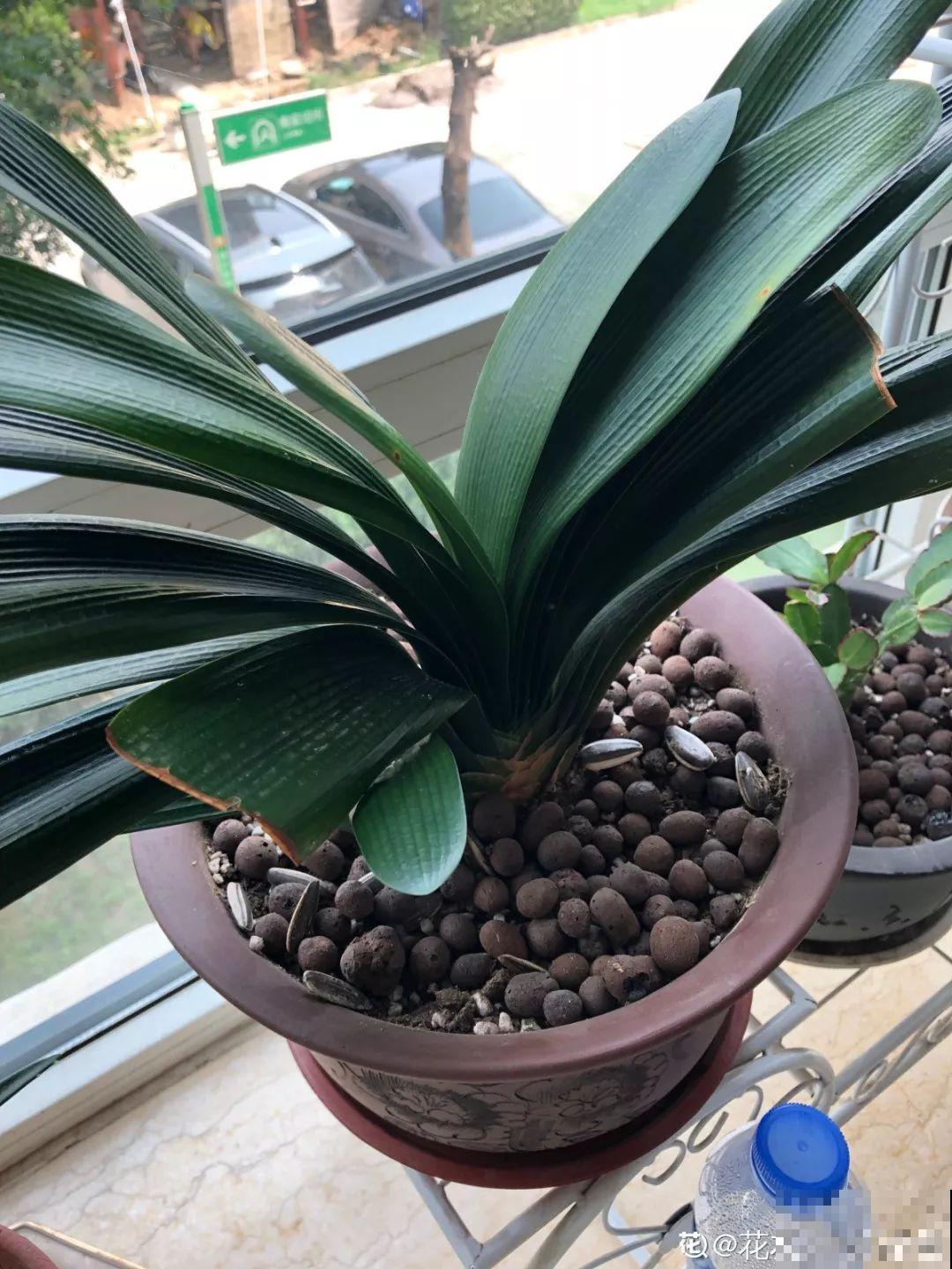 这花太能生,3年冒了25棵,敲破盆才能拿出来! 这花太能生,3年冒了25棵,敲破盆才能拿出来!