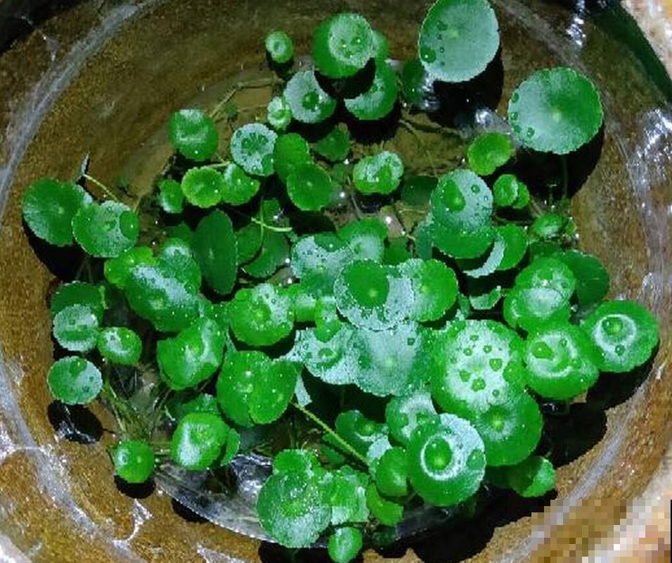 据说这4种植物，冬季寒冷也能呼呼长，真想养一盆！