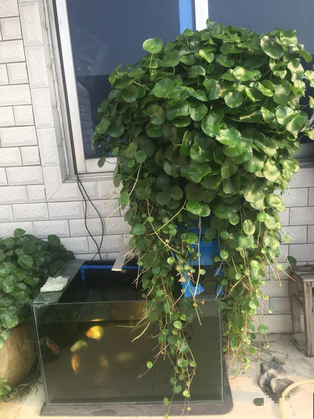 养不活的花丢鱼缸里，沾水立马就疯长，大冬天呼呼长不停！