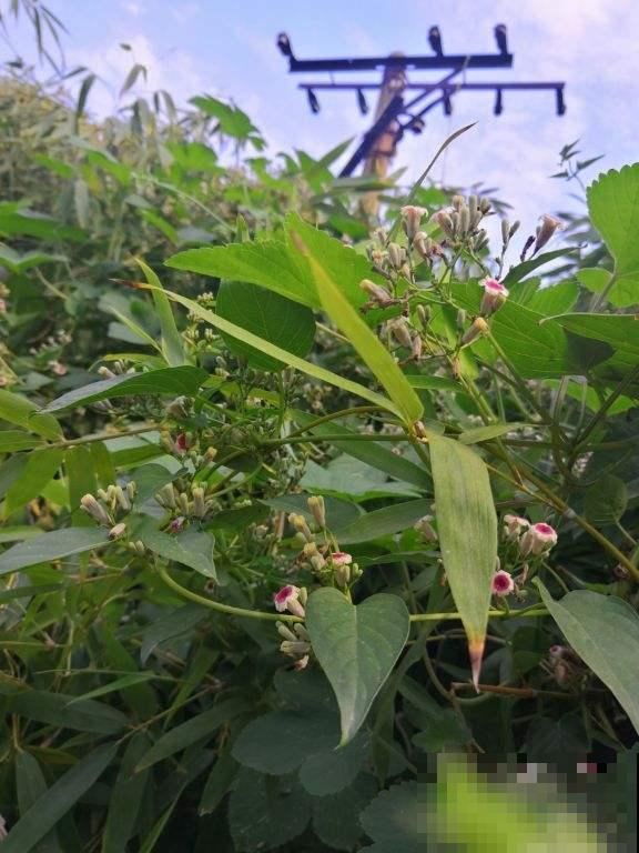 这野草名字恶心要命，却很多人争着挖，挖了立马卖出高价！