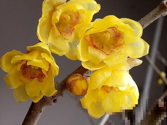 什么，腊梅居然不是梅花？这么多年都认错了！