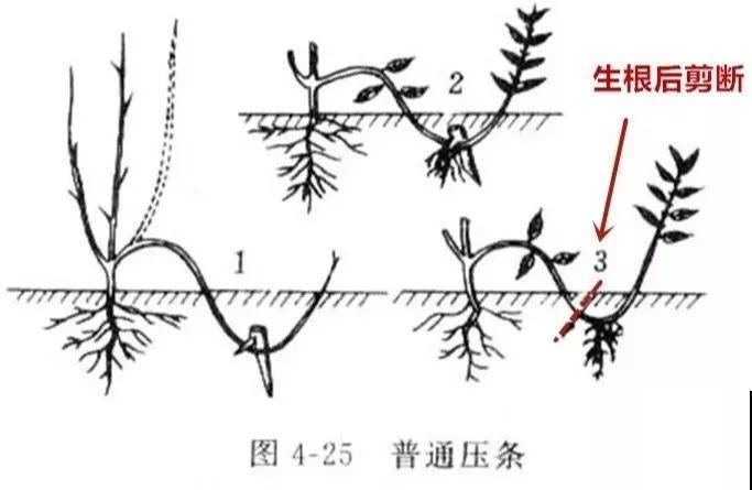 这3种花不用扦插，切个小口子，2个月就生根！