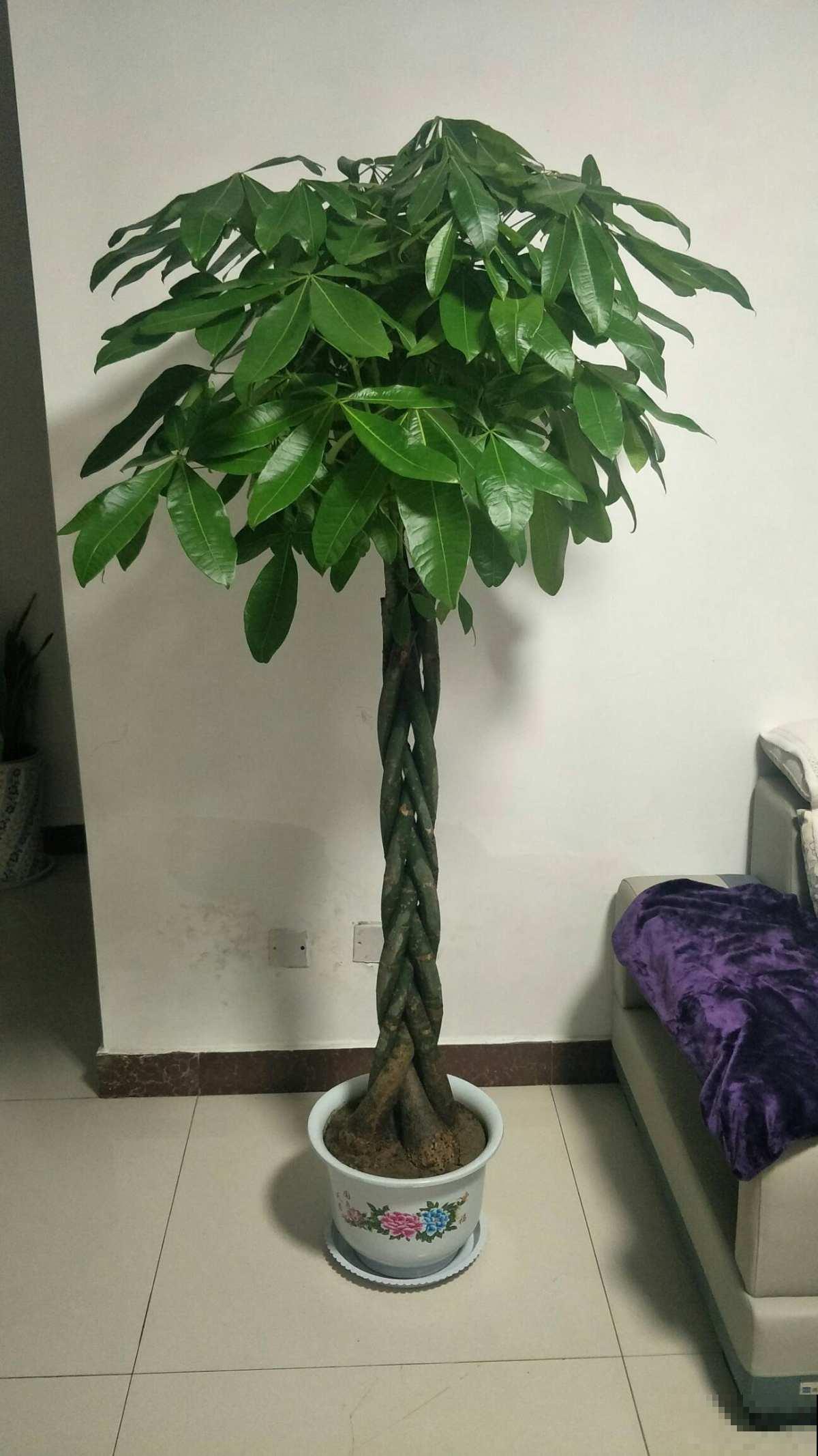 3种招财树，家里养一盆，财运滚滚来，1盆能顶10盆