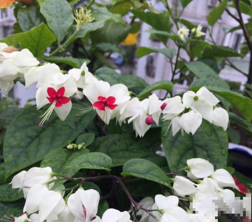 这花还能吐小珠子，开花美到爆，一年四季能赏花！