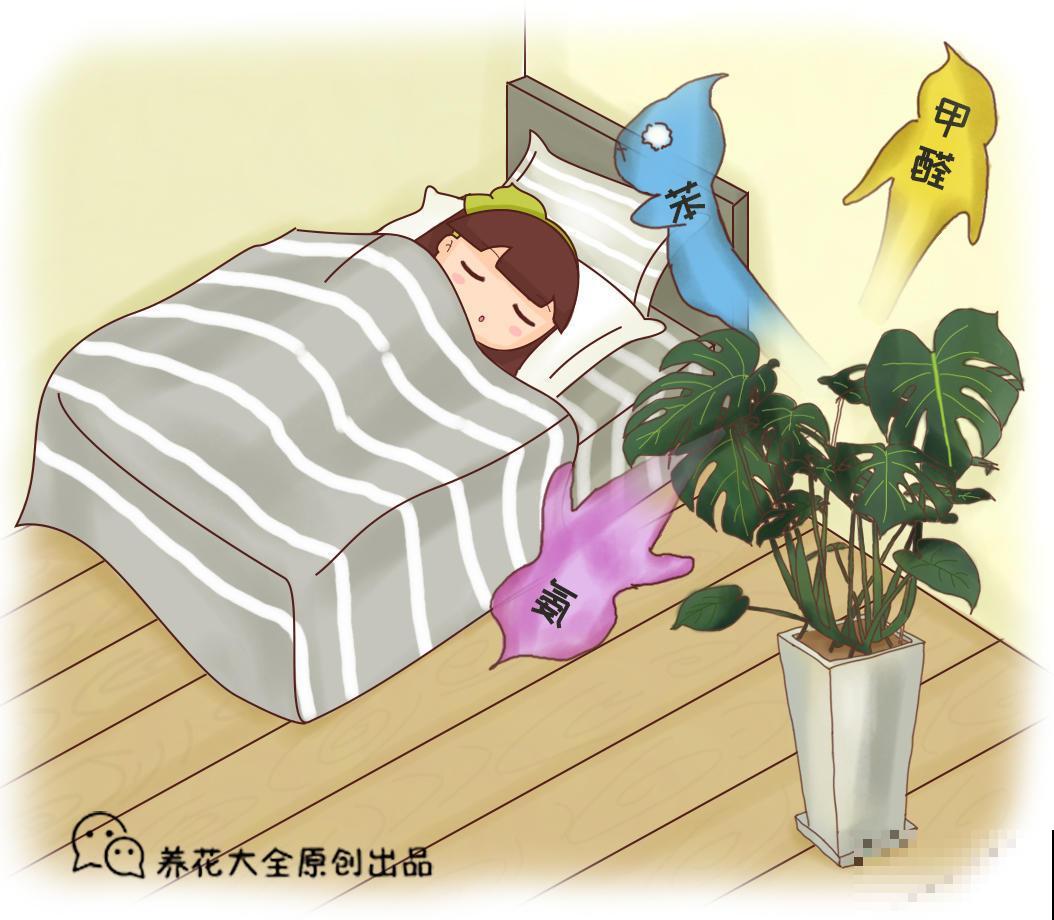 最适合养在室内的植物，必选这5种，轻松点缀家居！