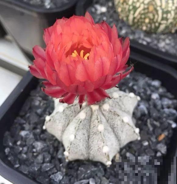 平时没人要的花，开出5朵超大花，邻居全都抢着要！