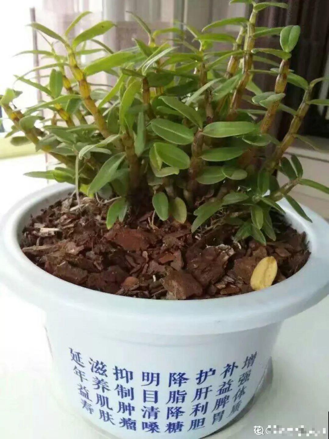 养这花不用土，装进塑料袋喷喷水，叶子绿油油越长越好！