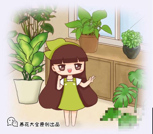 这10种耐阴花，摆客厅真好看，养一盆就上瘾！