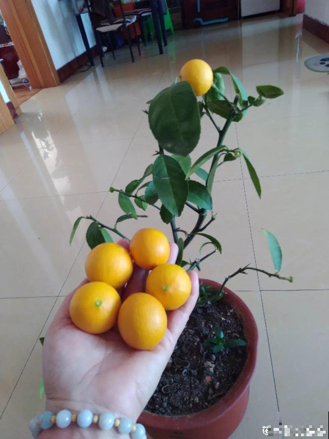 这5种花就适合冬天养，满盆都是金果子，好吃又好看！