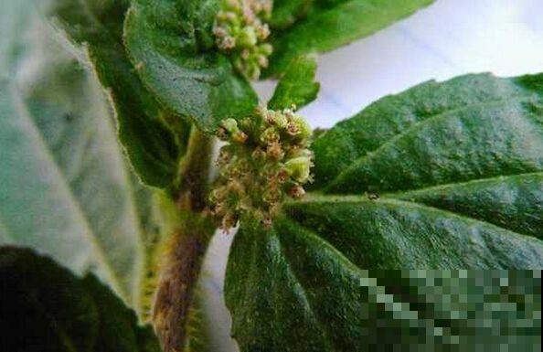 这野外杂草模样奇特，叶子像对精灵翅膀，花都开在草梗上！