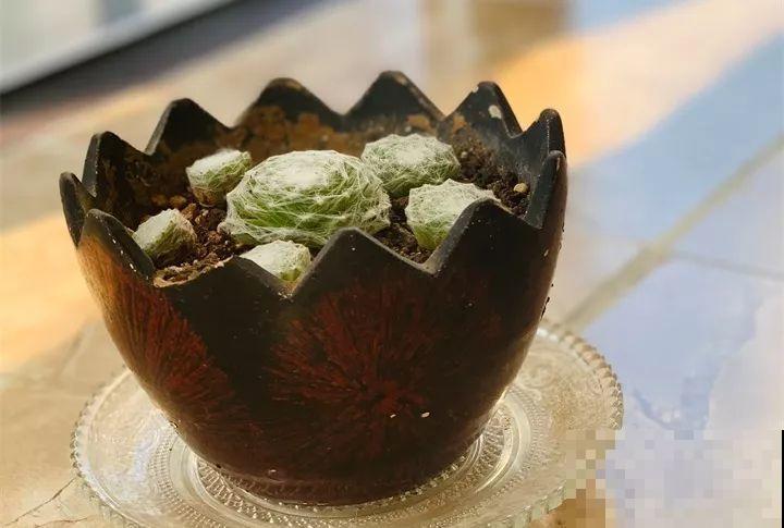 不怕冷的4种多肉，冬天越冻越好看，半年就能占满屋！