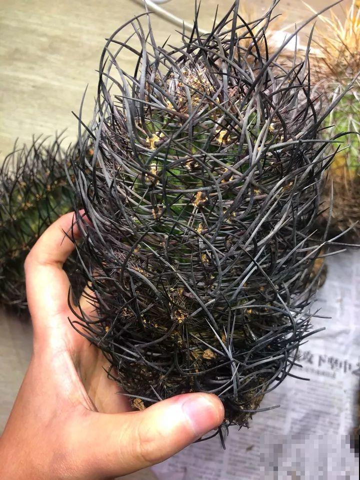 这花长得像海胆，3棵就卖五位数，真的有人要吗！