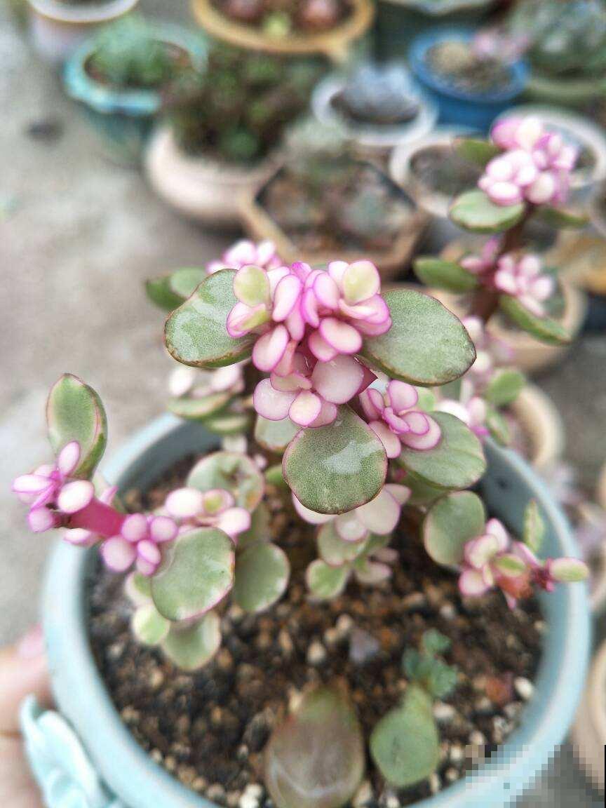 养这花要注意，冬天少浇水，叶子肉嘟嘟很健硕！