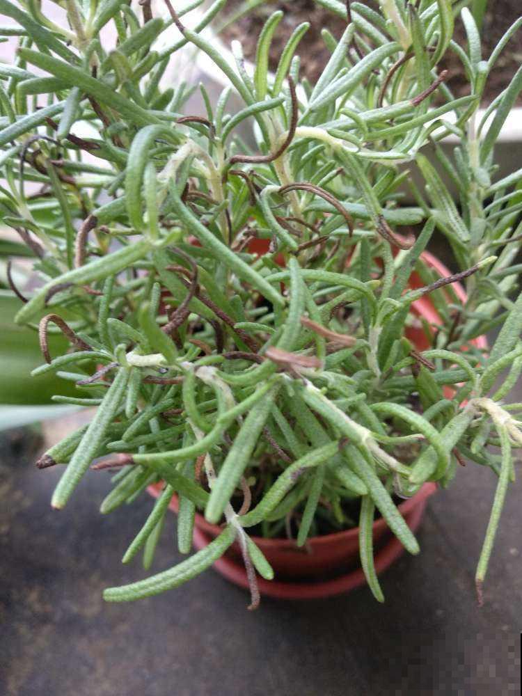 这花太香了，可以当香料，邻居见了也想养！