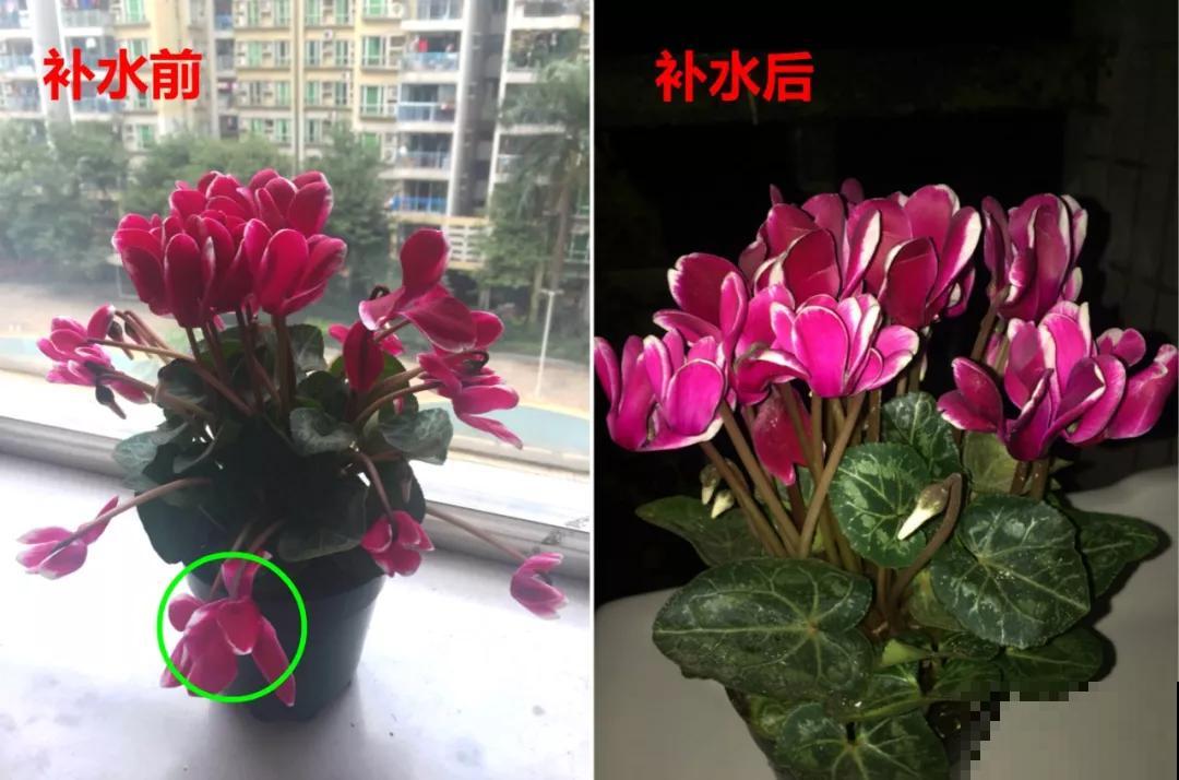 冬天的开花劳模，一盆能开4个月，买回来就等着赏花吧！